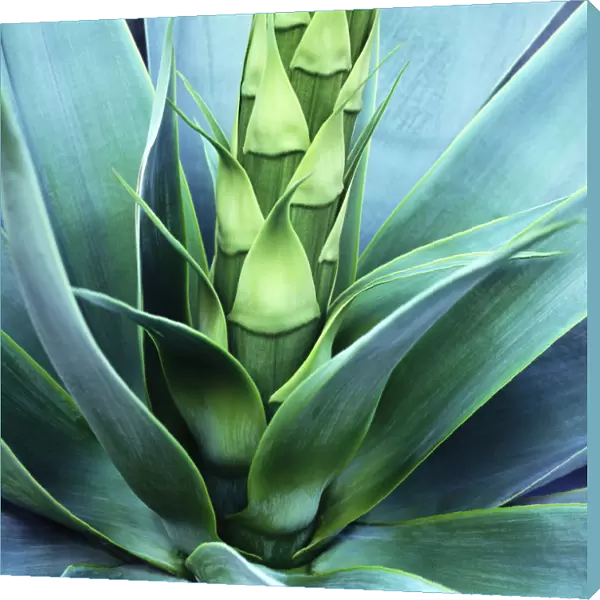 Blue Agave Close Up
