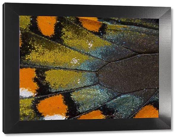 Spicebush Swallowtail butterfly wing scale details