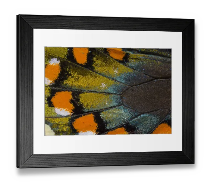 Framed Print : Spicebush Swallowtail butterfly wing scale details Framed Print : Spicebush Swallowtail butterfly wing scale details