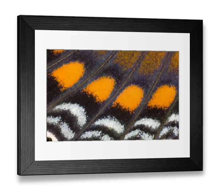 Framed Print : Under wing Close-up Red Spotted Purple butterfly