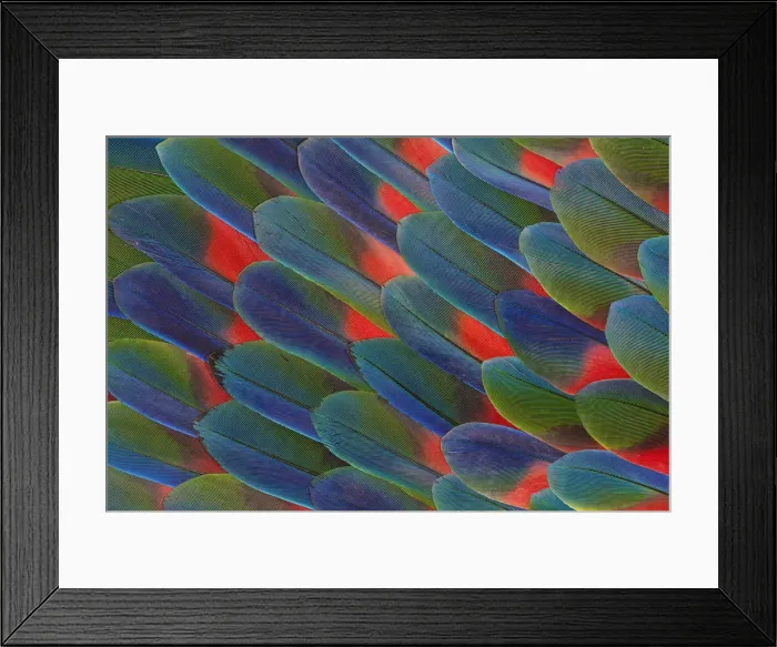 Framed Print : Feather, Pattern, Design, Colorful, Structure Framed Print : Feather, Pattern, Design, Colorful, Structure