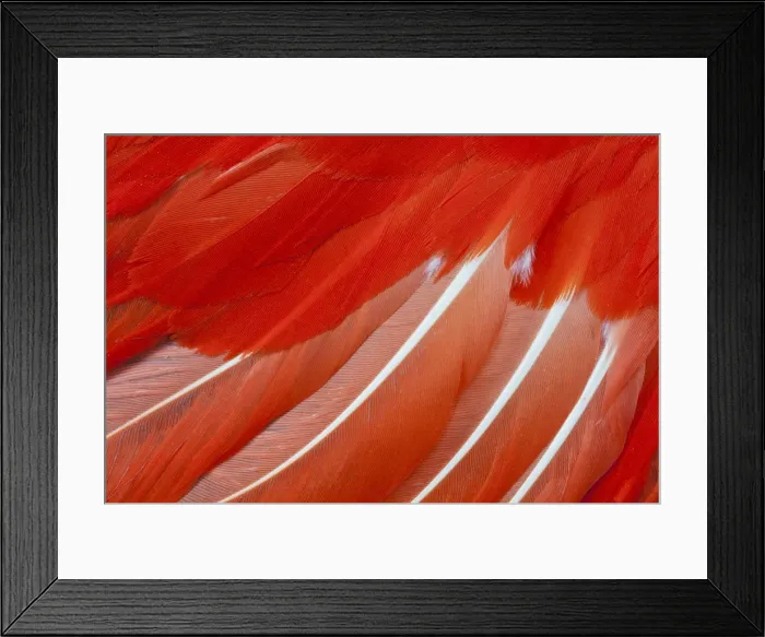 Framed Print : Feather, Pattern, Design, Colorful, Structure Framed Print : Feather, Pattern, Design, Colorful, Structure