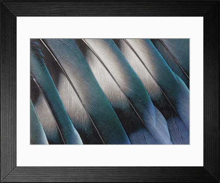 Framed Print : Feather, Pattern, Design, Colorful, Structure Framed Print : Feather, Pattern, Design, Colorful, Structure