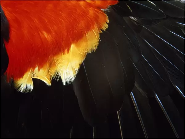Red-winged Blackbird, wing feathers, section