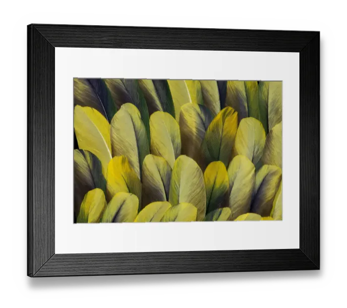 Framed Print : Feather, Pattern, Design, Colorful, Structure Framed Print : Feather, Pattern, Design, Colorful, Structure