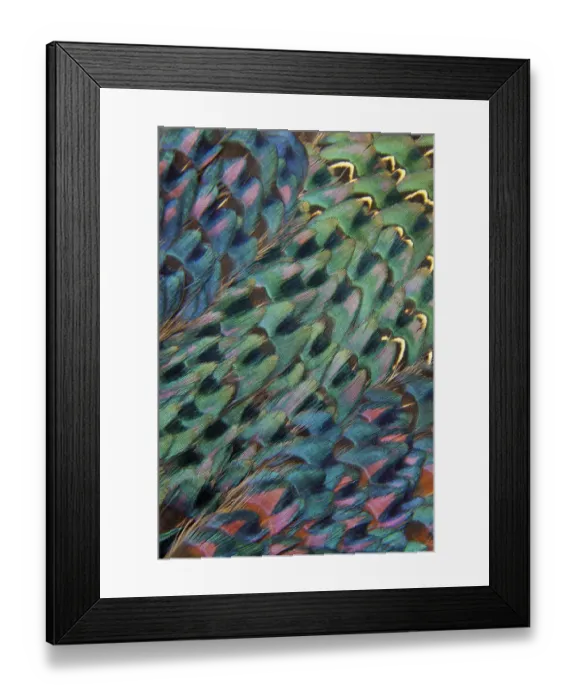 Framed Print : Feather, Pattern, Design, Colorful, Structure Framed Print : Feather, Pattern, Design, Colorful, Structure