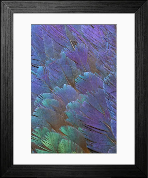 Framed Print : Feather, Pattern, Design, Colorful, Structure