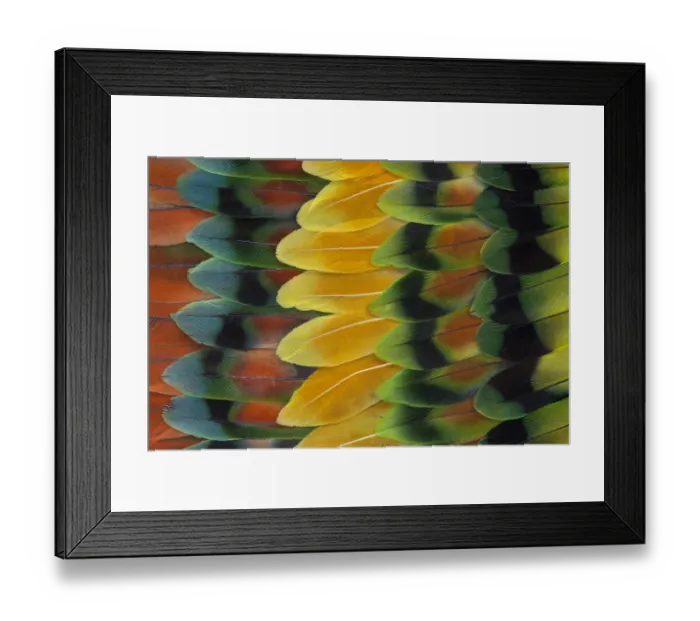 Framed Print : Lovebird tail feathers in design and color Framed Print : Lovebird tail feathers in design and color