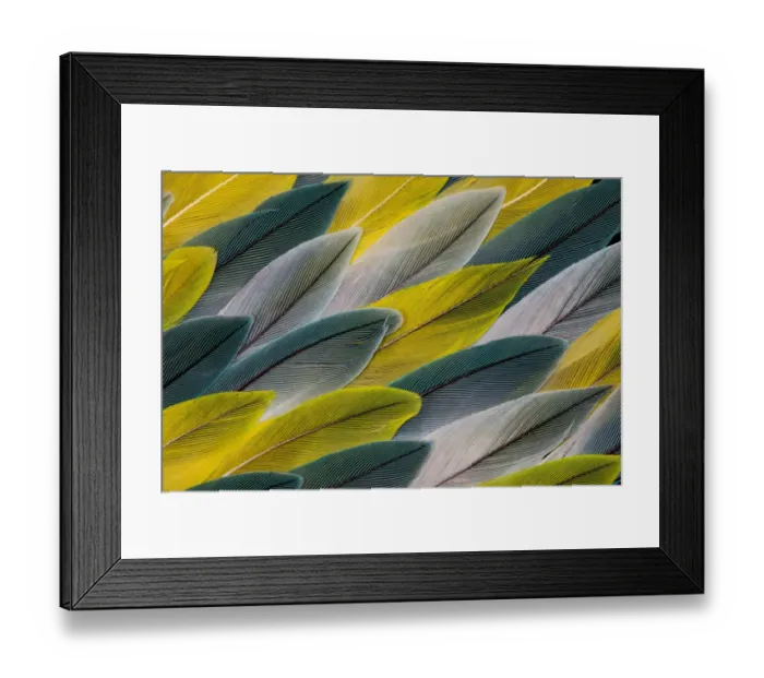 Framed Print : Feather, Pattern, Design, Colorful, Structure