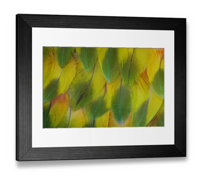 Framed Print : Feather, Pattern, Design, Colorful, Structure