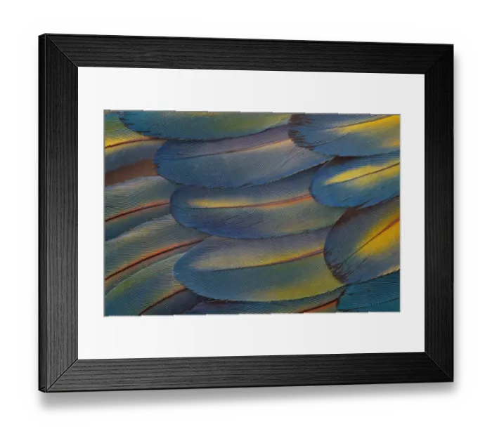 Framed Print : Wing feathers of Scarlet Macaw Pattern Framed Print : Wing feathers of Scarlet Macaw Pattern