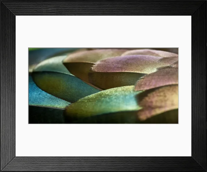 Framed Print : Feathers, Design, Pattern, Greens, Wildlife Framed Print : Feathers, Design, Pattern, Greens, Wildlife