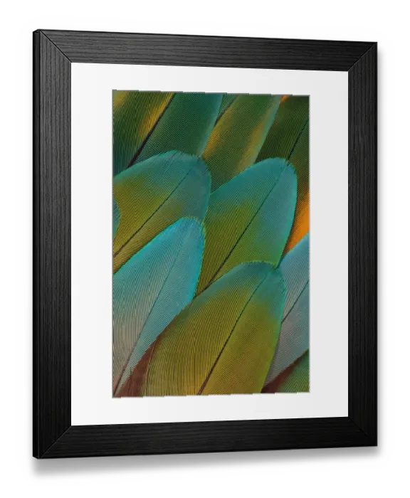 Framed Print : Green Parrot Feather Design, Issaquah, Wa Framed Print : Green Parrot Feather Design, Issaquah, Wa