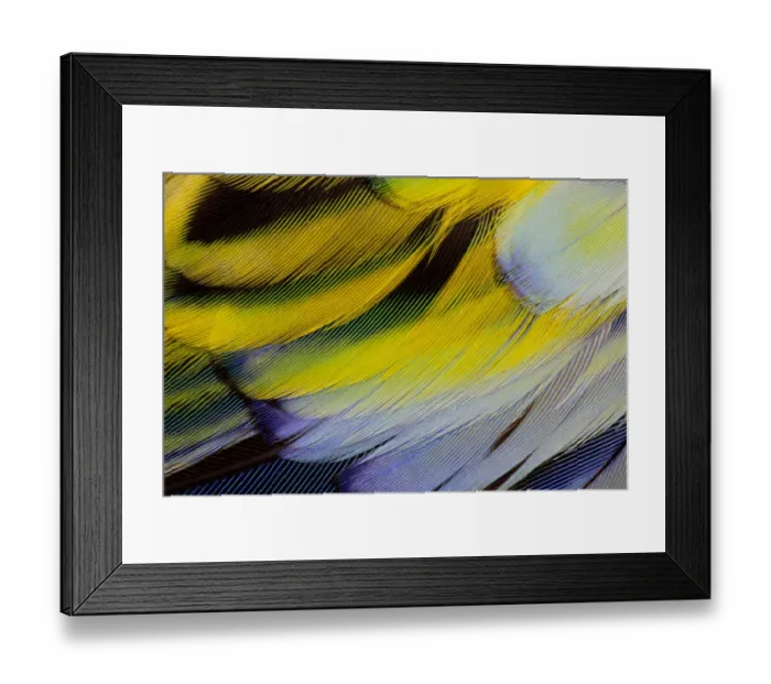 Framed Print : Feather, Pattern, Design, Colorful, Structure Framed Print : Feather, Pattern, Design, Colorful, Structure