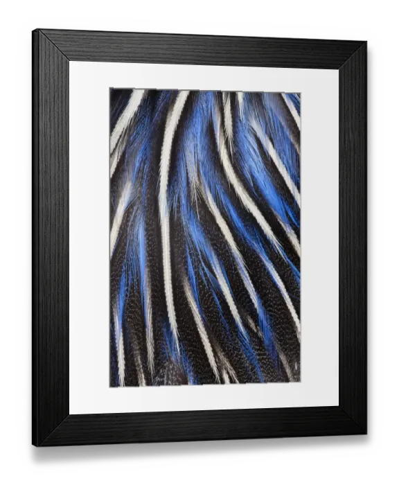 Framed Print : Feather, Pattern, Design, Colorful, Structure