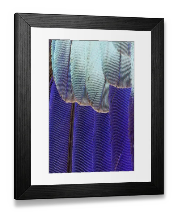 Framed Print : Feather, Pattern, Design, Colorful, Structure