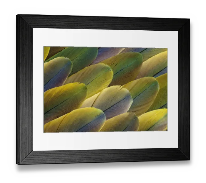 Framed Print : Feather, Pattern, Design, Colorful, Structure