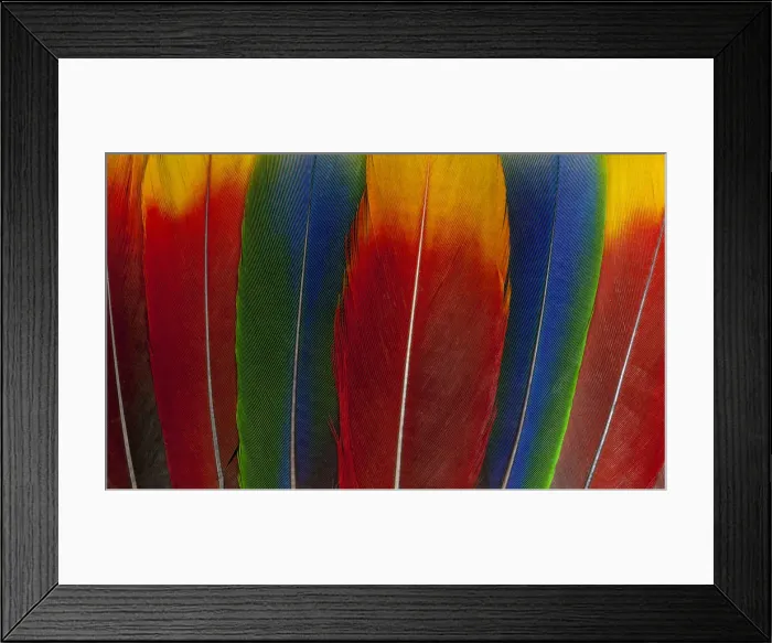 Framed Print : Feather, Pattern, Design, Colorful, Structure
