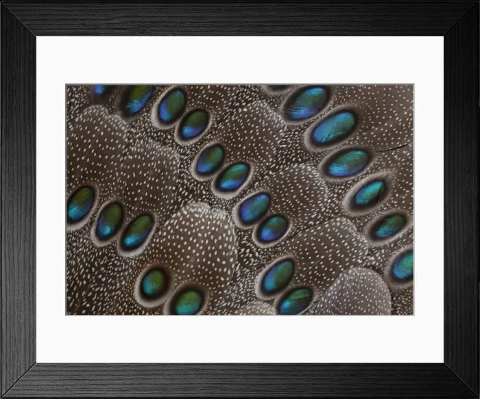 Framed Print : Feather, Pattern, Design, Colorful, Structure
