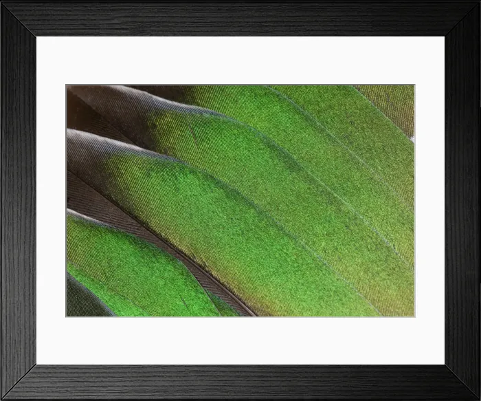 Framed Print : Feather, Pattern, Design, Colorful, Structure