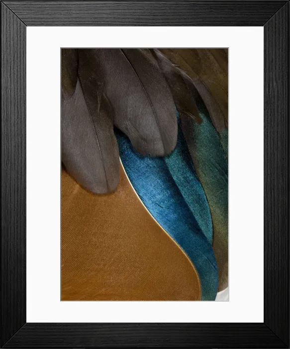 Framed Print : Feather, Pattern, Design, Colorful, Structure Framed Print : Feather, Pattern, Design, Colorful, Structure