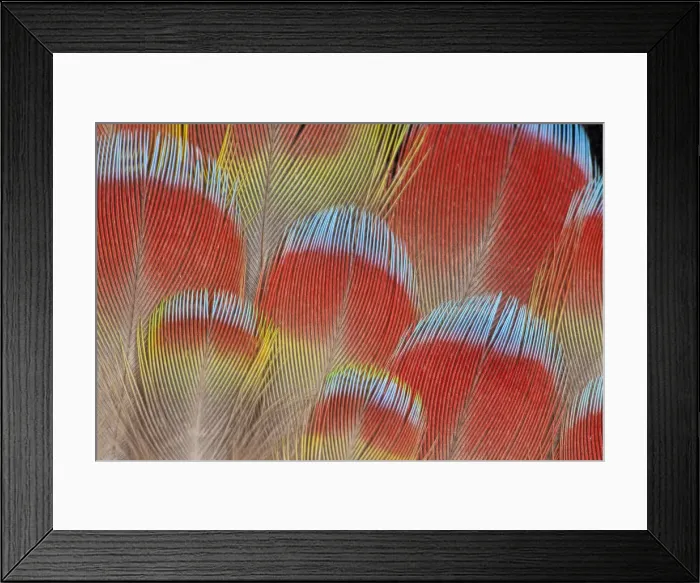 Framed Print : Feather, Pattern, Design, Colorful, Structure Framed Print : Feather, Pattern, Design, Colorful, Structure