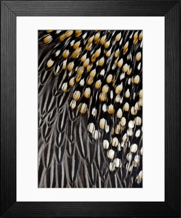 Framed Print : Feather, Pattern, Design, Colorful, Structure