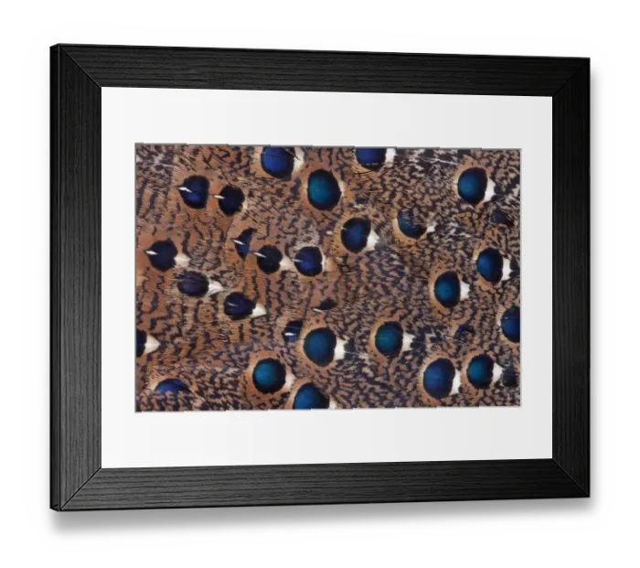 Framed Print : Feather, Pattern, Design, Colorful, Structure Framed Print : Feather, Pattern, Design, Colorful, Structure