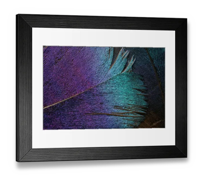 Framed Print : Impeyan Pheasant Feather (Phasianidae) Close-Up Framed Print : Impeyan Pheasant Feather (Phasianidae) Close-Up