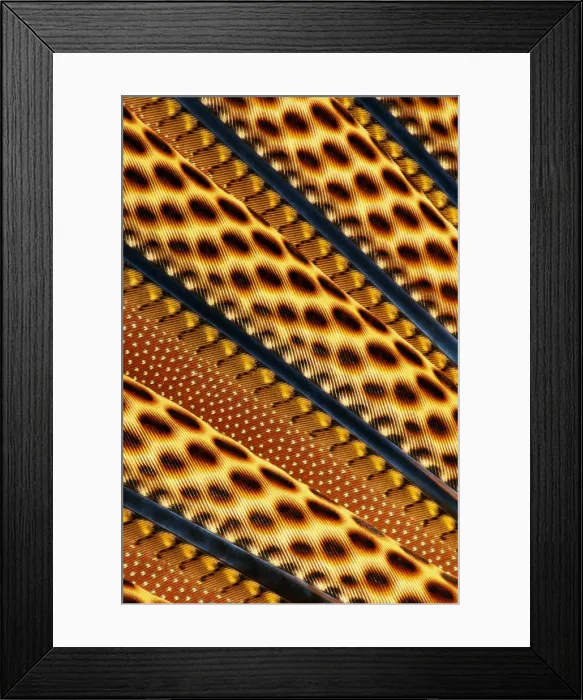 Framed Print : ISSAQUAH, WASHINGTON (Argusianus argus) Framed Print : ISSAQUAH, WASHINGTON (Argusianus argus)