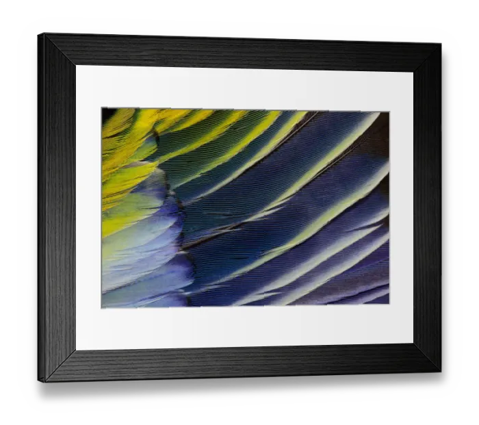 Framed Print : Feather, Pattern, Design, Colorful, Structure Framed Print : Feather, Pattern, Design, Colorful, Structure