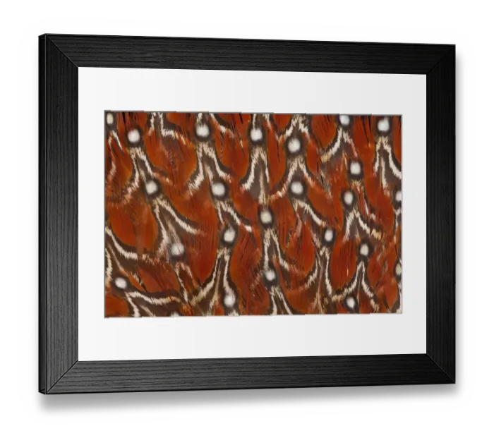 Framed Print : Feather, Pattern, Design, Colorful, Structure Framed Print : Feather, Pattern, Design, Colorful, Structure