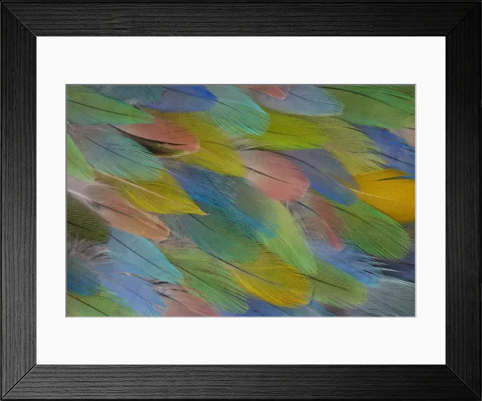Framed Print : Feather, Pattern, Design, Colorful, Structure Framed Print : Feather, Pattern, Design, Colorful, Structure