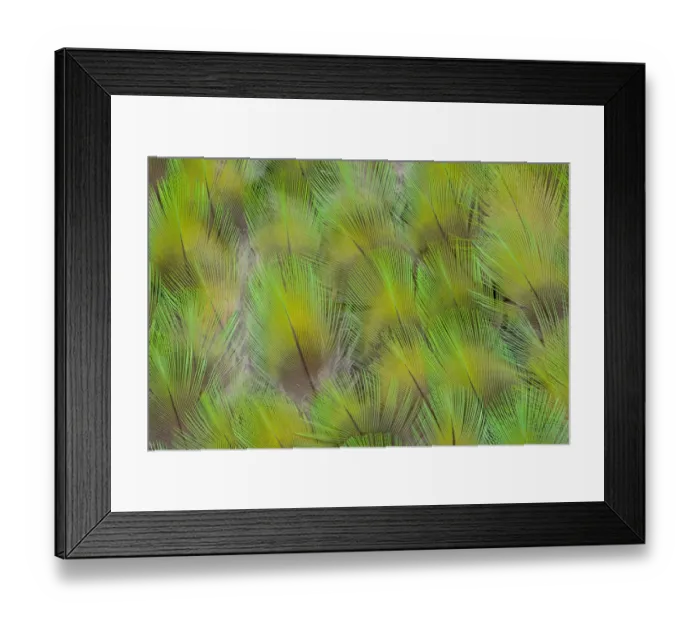 Framed Print : Feather, Pattern, Design, Colorful, Structure Framed Print : Feather, Pattern, Design, Colorful, Structure