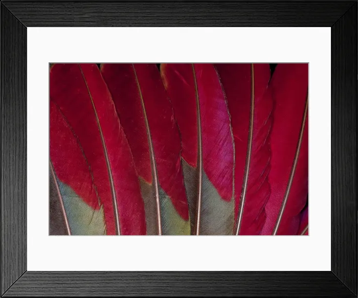 Framed Print : Feather, Pattern, Design, Colorful, Structure