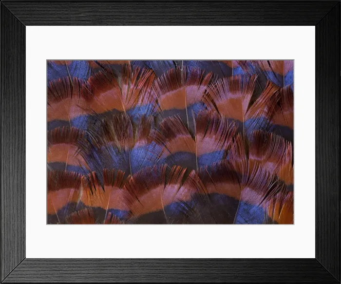 Framed Print : Feather, Pattern, Design, Colorful, Structure Framed Print : Feather, Pattern, Design, Colorful, Structure