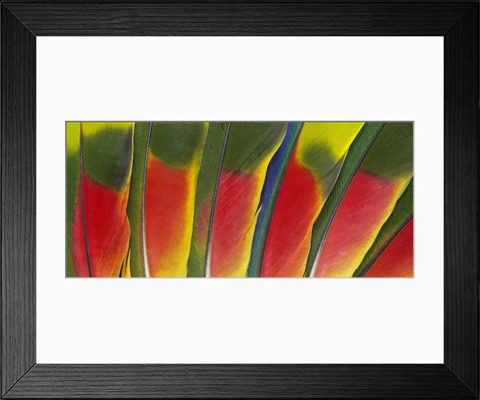 Framed Print : Feather, Pattern, Design, Colorful, Structure Framed Print : Feather, Pattern, Design, Colorful, Structure
