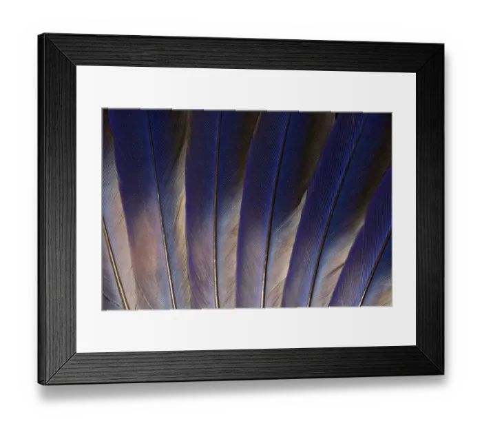 Framed Print : Feather, Pattern, Design, Colorful, Structure Framed Print : Feather, Pattern, Design, Colorful, Structure