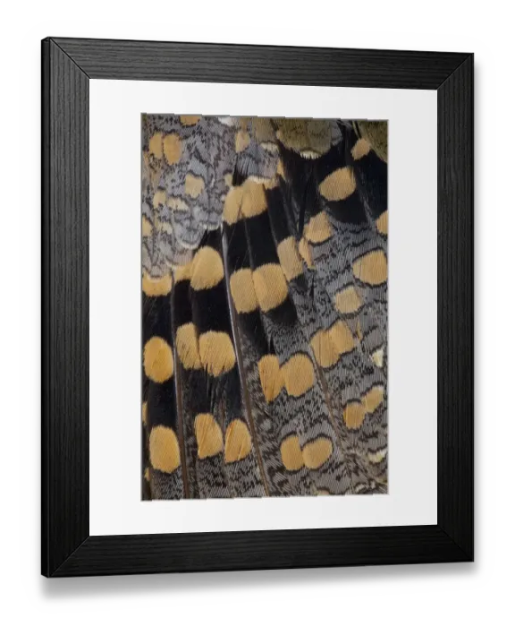 Framed Print : Feather Design Greater Painted Snipe Framed Print : Feather Design Greater Painted Snipe