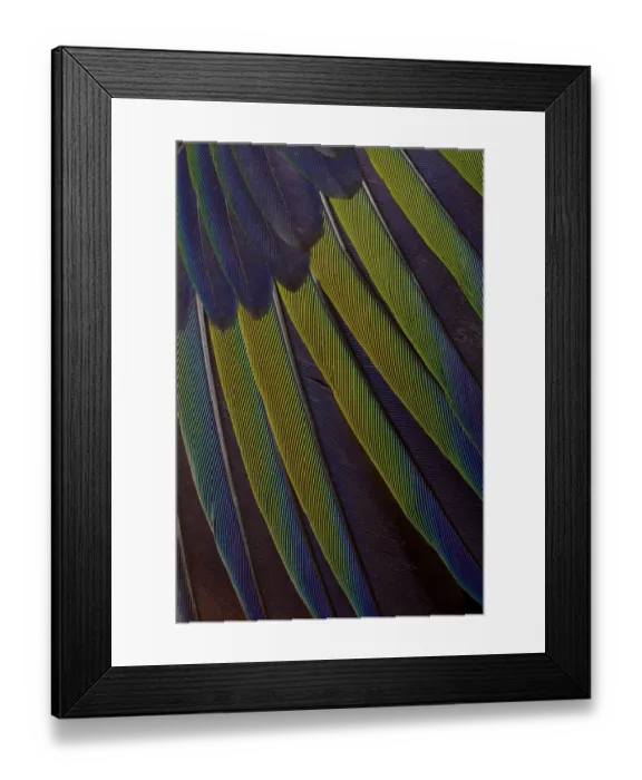Framed Print : Jenday Conure wing design Framed Print : Jenday Conure wing design