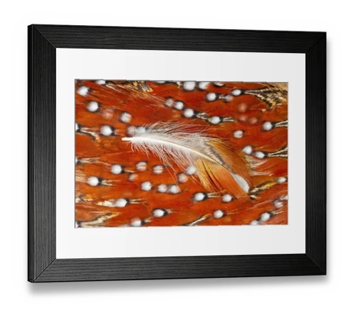 Framed Print : Feather, Pattern, Design, Colorful, Structure Framed Print : Feather, Pattern, Design, Colorful, Structure