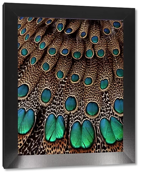 Malay Peacock Pheasant Wing & Tail Feather Design