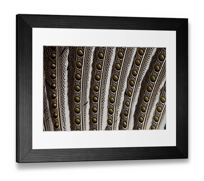 Framed Print : Feather, Pattern, Design, Colorful, Structure Framed Print : Feather, Pattern, Design, Colorful, Structure