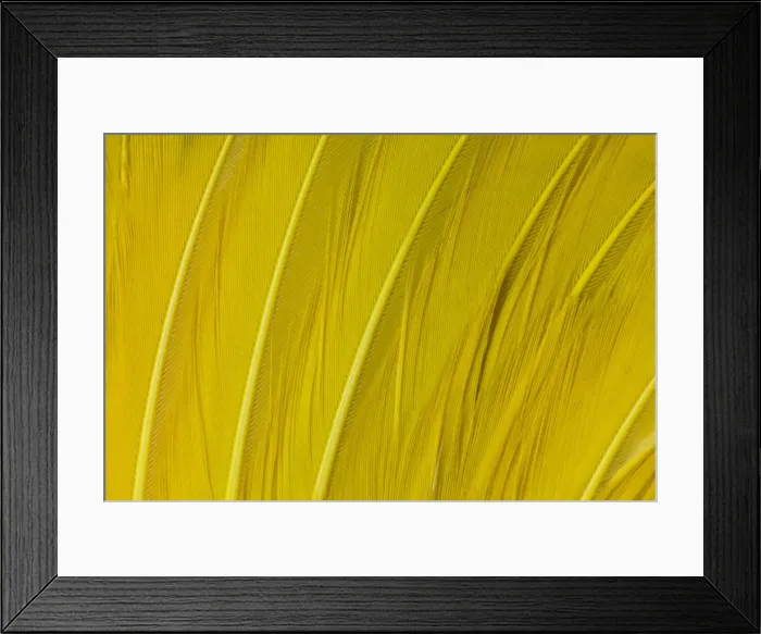 Framed Print : Feather, Pattern, Design, Colorful, Structure Framed Print : Feather, Pattern, Design, Colorful, Structure