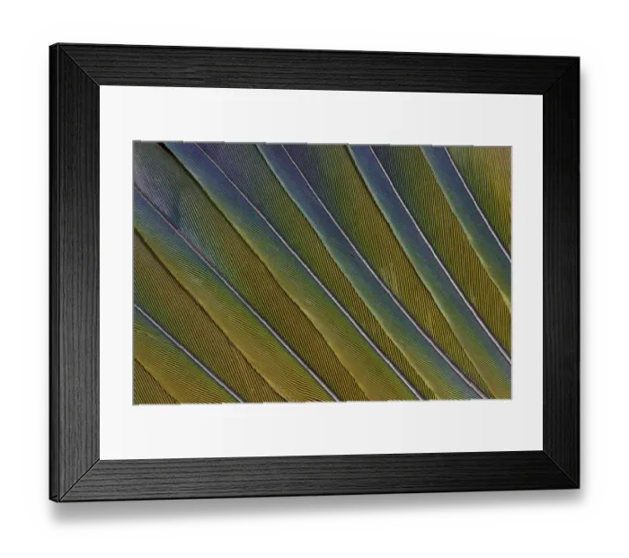 Framed Print : Tail Feather Pattern & Design Sun Conure Parrot