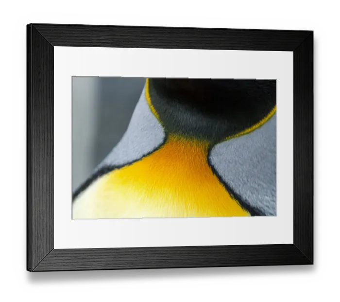 Framed Print : Close-up of the colorful neck feathers of a King Penguin