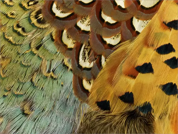 Feathers, Beauty in Nature, Pattern, Pheasant