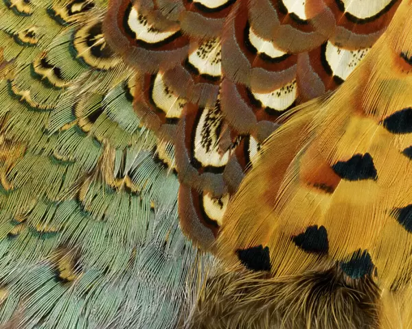 Feathers, Beauty in Nature, Pattern, Pheasant