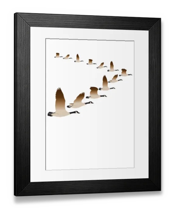 Framed Print : colour, mid air, nobody, wildlife