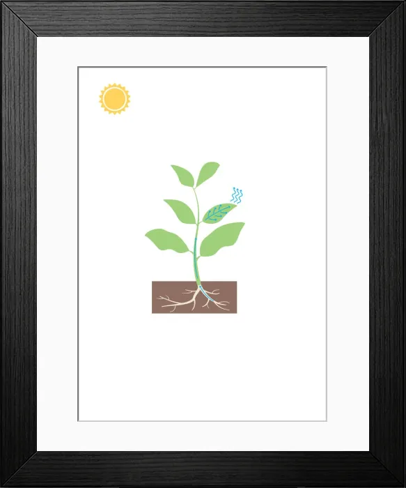Framed Print : colour, earth, green, nobody, soil Framed Print : colour, earth, green, nobody, soil